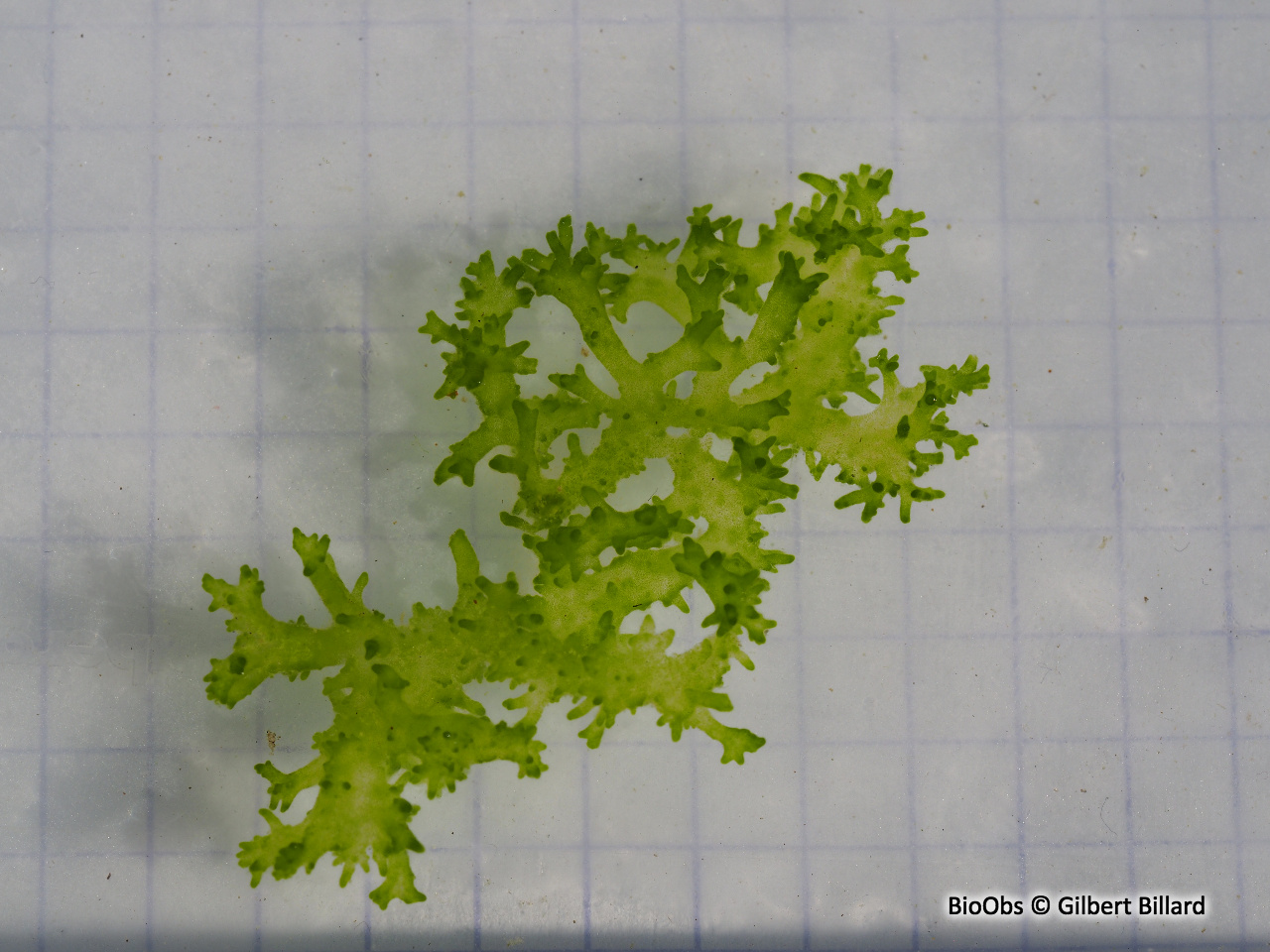 Algue Chaetophore lobée - Chaetophora lobata - Gilbert Billard - BioObs