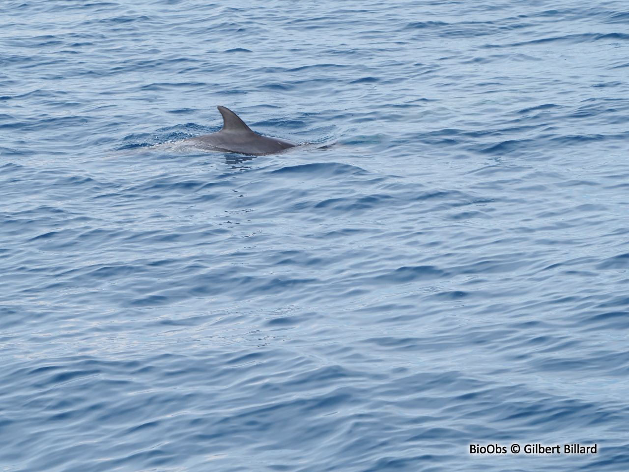 Dauphin bleu et blanc - Stenella coeruleoalba - Gilbert Billard - BioObs
