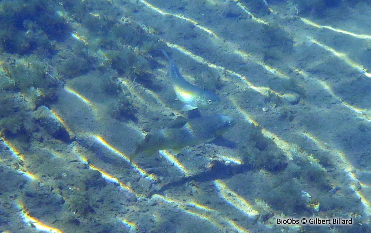 Truite de rivière - Salmo trutta fario - Gilbert Billard - BioObs