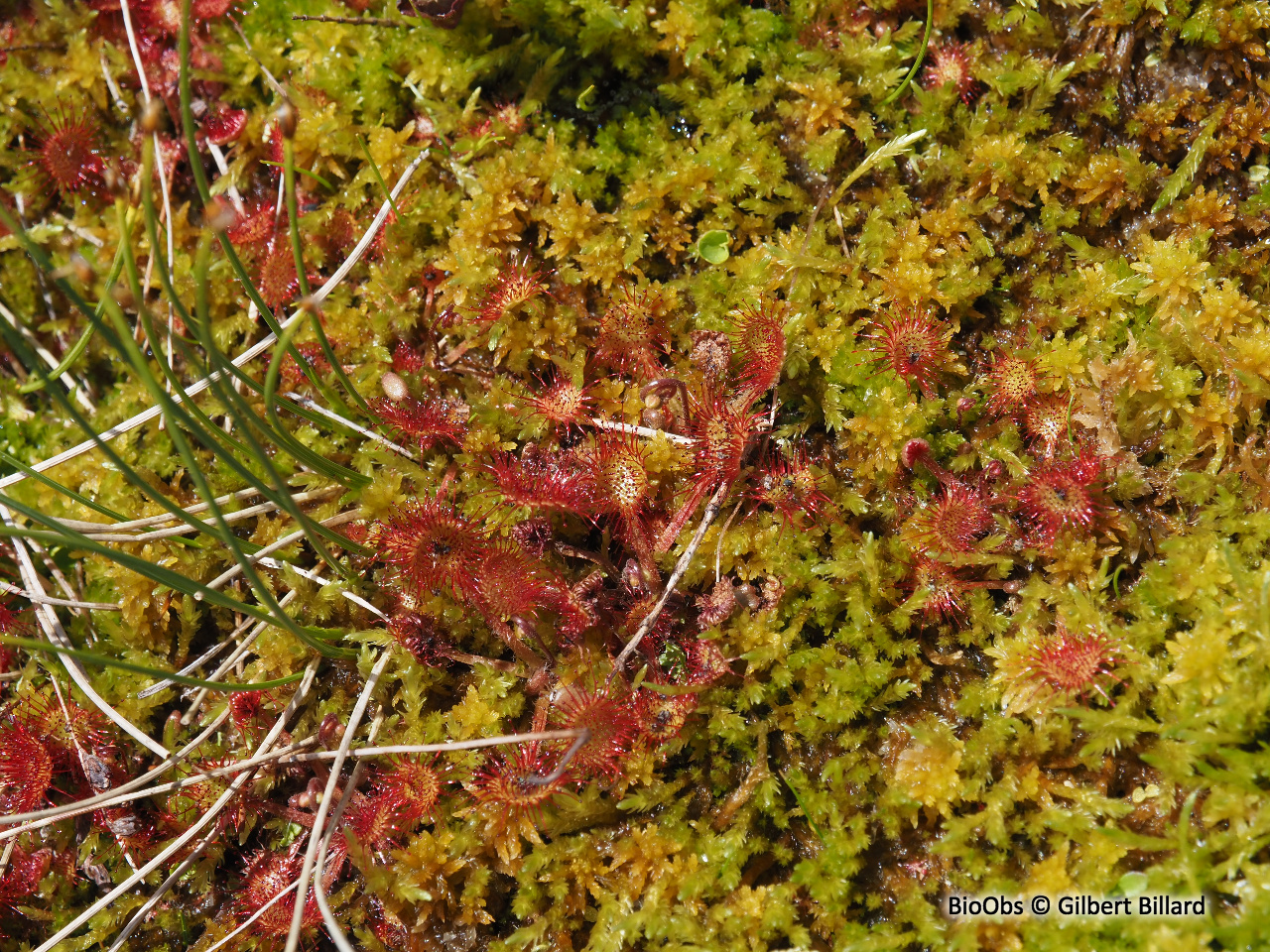 Rossolis à feuilles rondes - Drosera rotundifolia - Gilbert Billard - BioObs