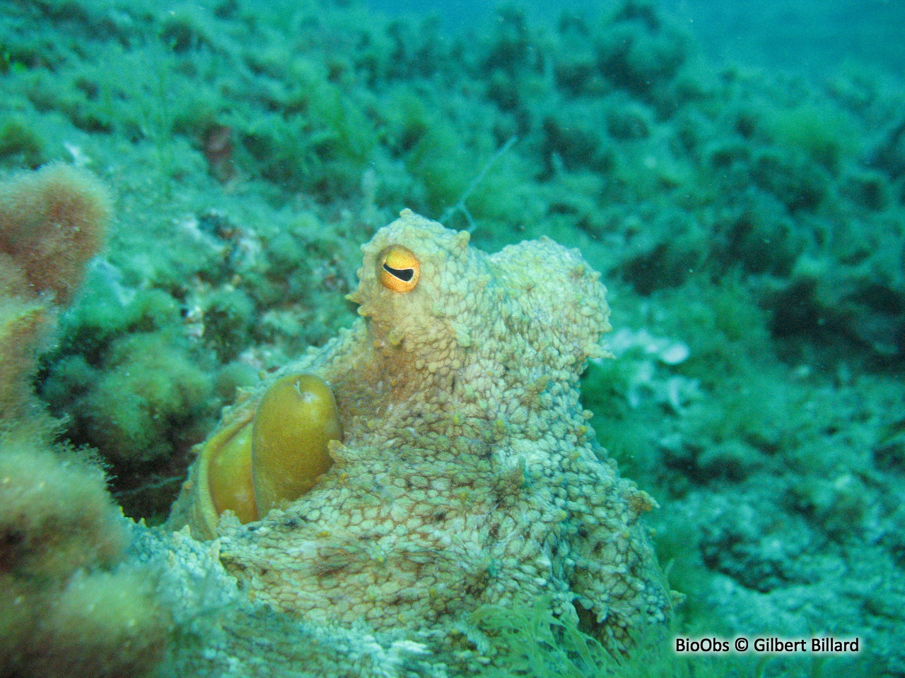 Poulpe commun - Octopus vulgaris - Gilbert Billard - BioObs