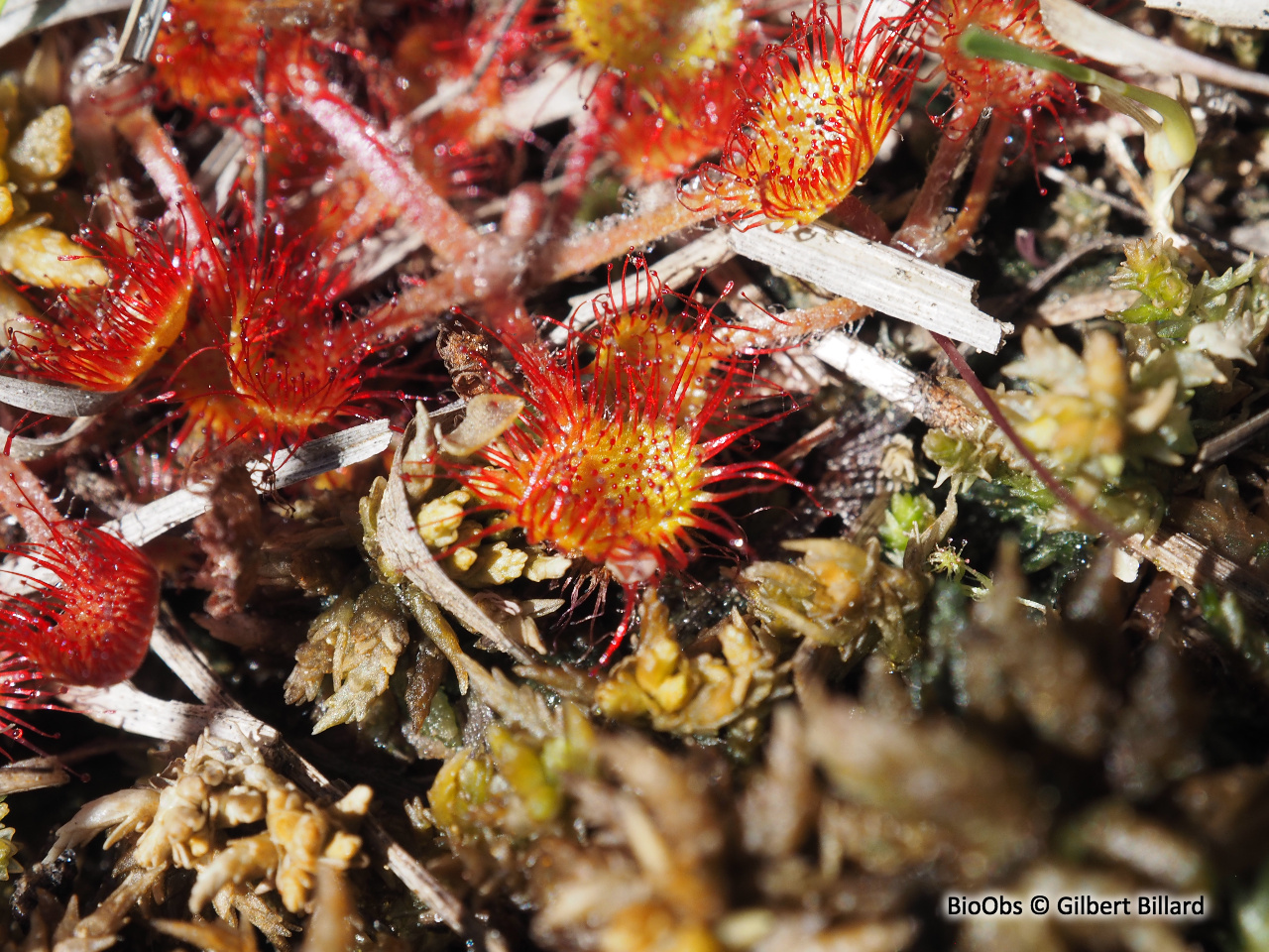 Rossolis à feuilles rondes - Drosera rotundifolia - Gilbert Billard - BioObs