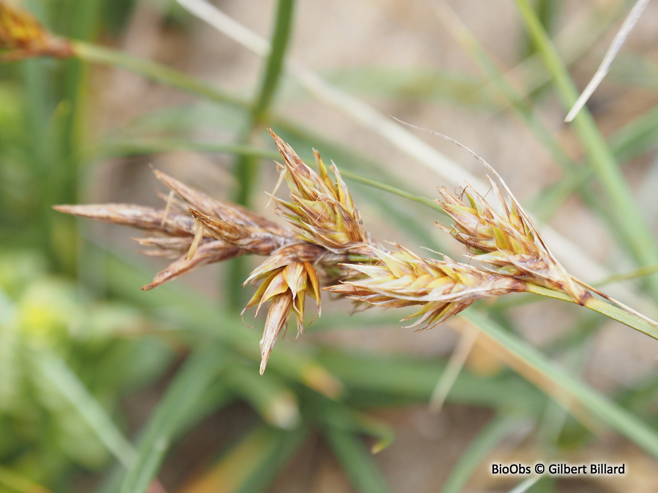 Laîche des sables - Carex arenaria - Gilbert Billard - BioObs