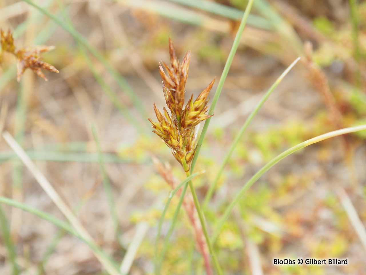 Laîche des sables - Carex arenaria - Gilbert Billard - BioObs