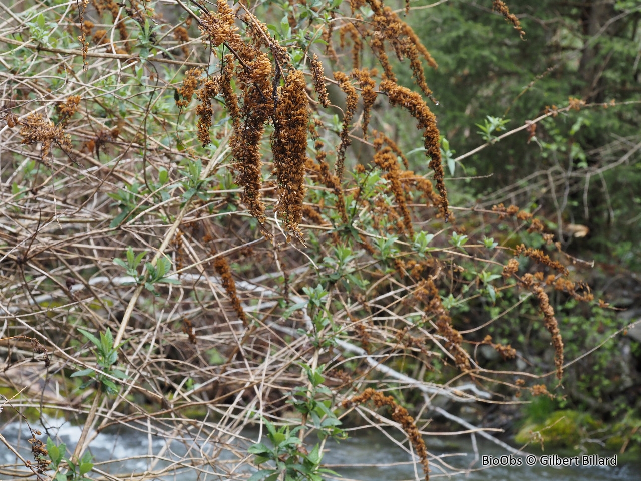 Arbre à papillons - Buddleja davidii - Gilbert Billard - BioObs