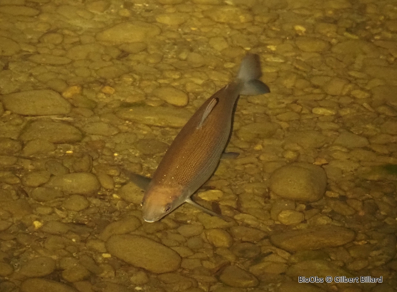 Corégone - Coregonus lavaretus - Gilbert Billard - BioObs