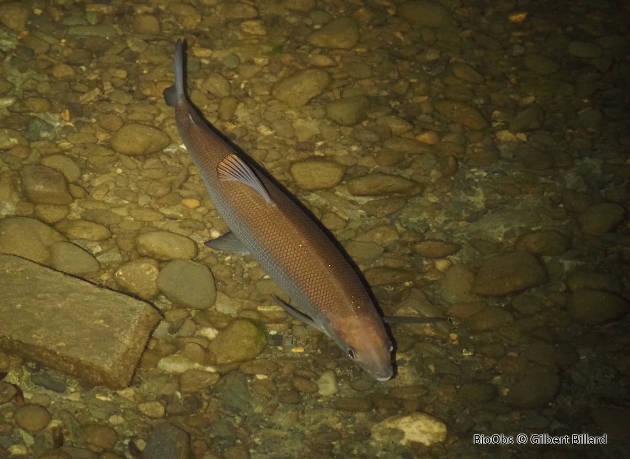 Corégone - Coregonus lavaretus - Gilbert Billard - BioObs