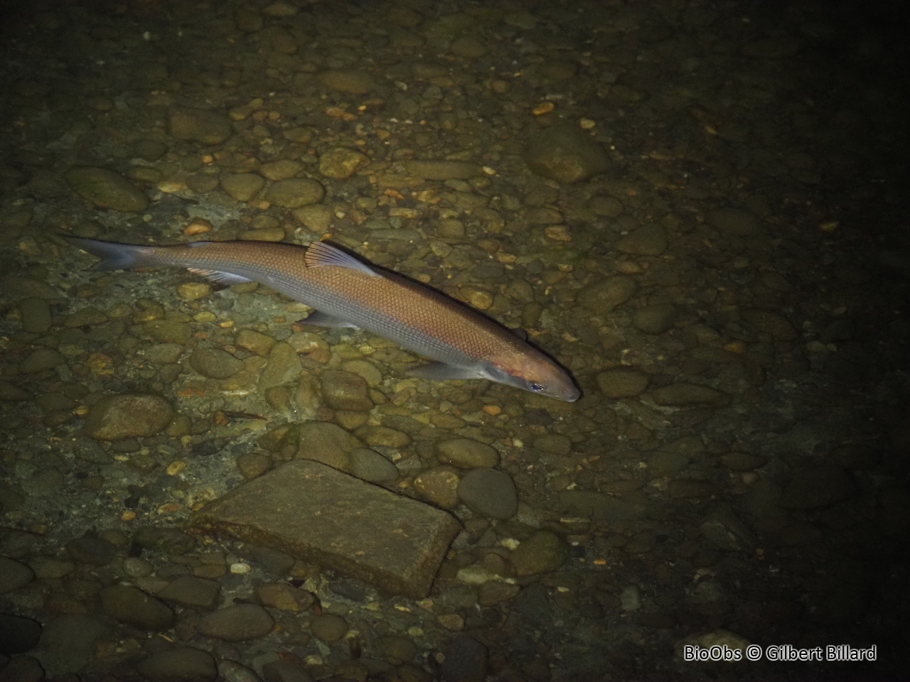 Corégone - Coregonus lavaretus - Gilbert Billard - BioObs