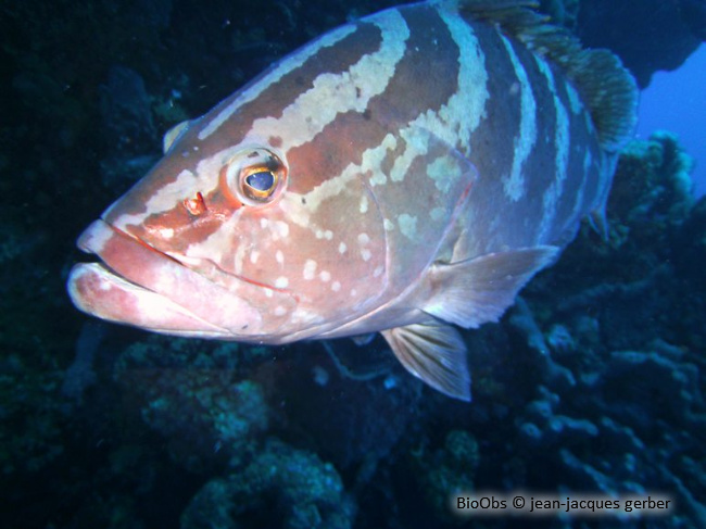 Mérou de Nassau - Epinephelus striatus - jean-jacques gerber - BioObs