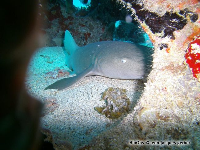Requin-nourrice - Ginglymostoma cirratum - jean-jacques gerber - BioObs
