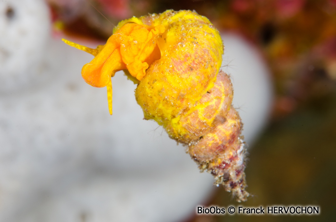 Scalaire jaune - Epidendrium billeeanum - Franck HERVOCHON - BioObs