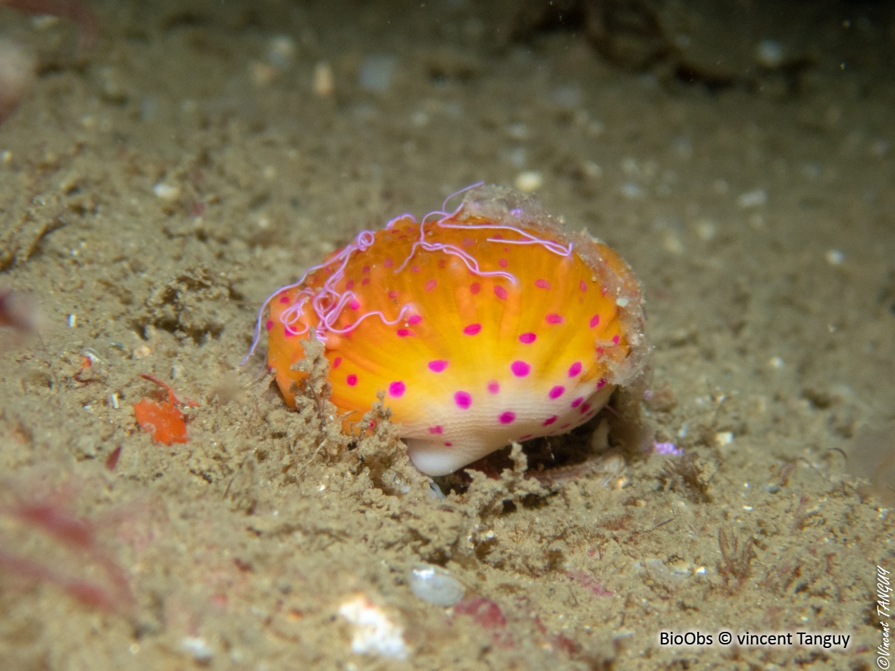 Anémone commensale - Adamsia palliata - vincent Tanguy - BioObs