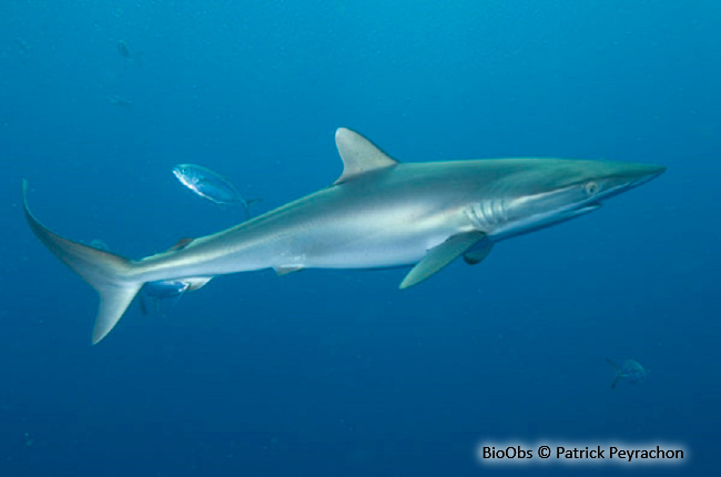 Requin soyeux - Carcharhinus falciformis - Patrick Peyrachon - BioObs