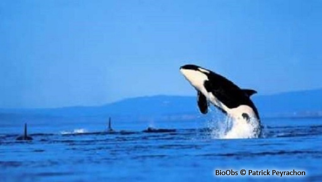 Orque - Orcinus orca - Patrick Peyrachon - BioObs