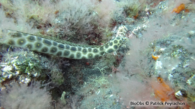 Anguille leopard - Myrichthys pardalis - Patrick Peyrachon - BioObs