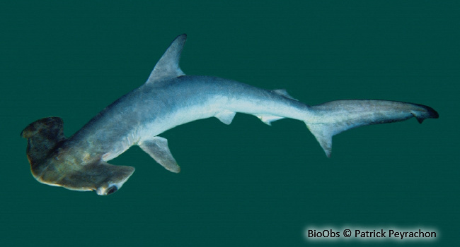 Requin marteau commun - Sphyrna zygaena - Patrick Peyrachon - BioObs