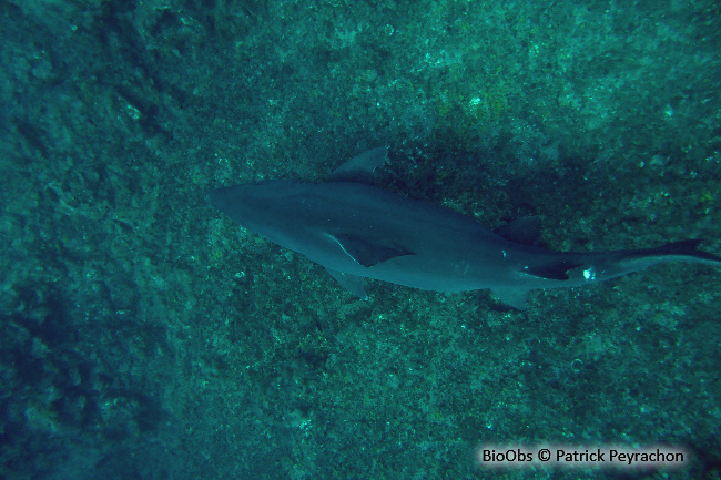 Requin féroce - Odontaspis ferox - Patrick Peyrachon - BioObs