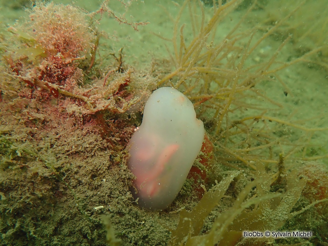Ascidie rectangulaire - Ascidia virginea - Sylvain Michel - BioObs