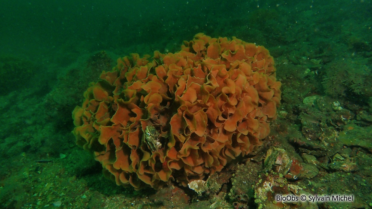 Rose de mer atlantique - Pentapora foliacea - Sylvain Michel - BioObs