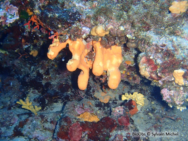 Agelas orangée - Agelas oroides - Sylvain Michel - BioObs