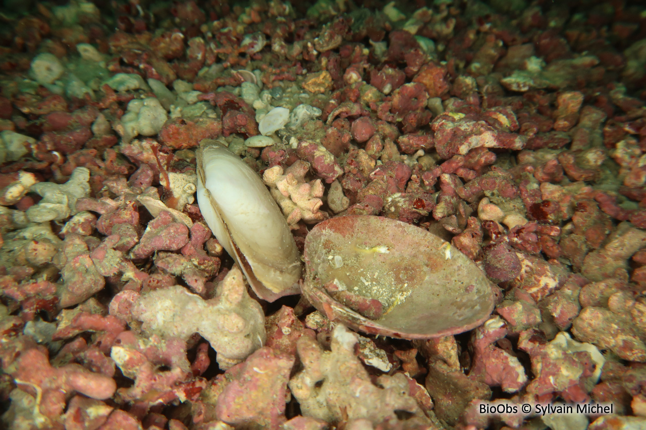 Maërl - Phymatolithon calcareum - Sylvain Michel - BioObs