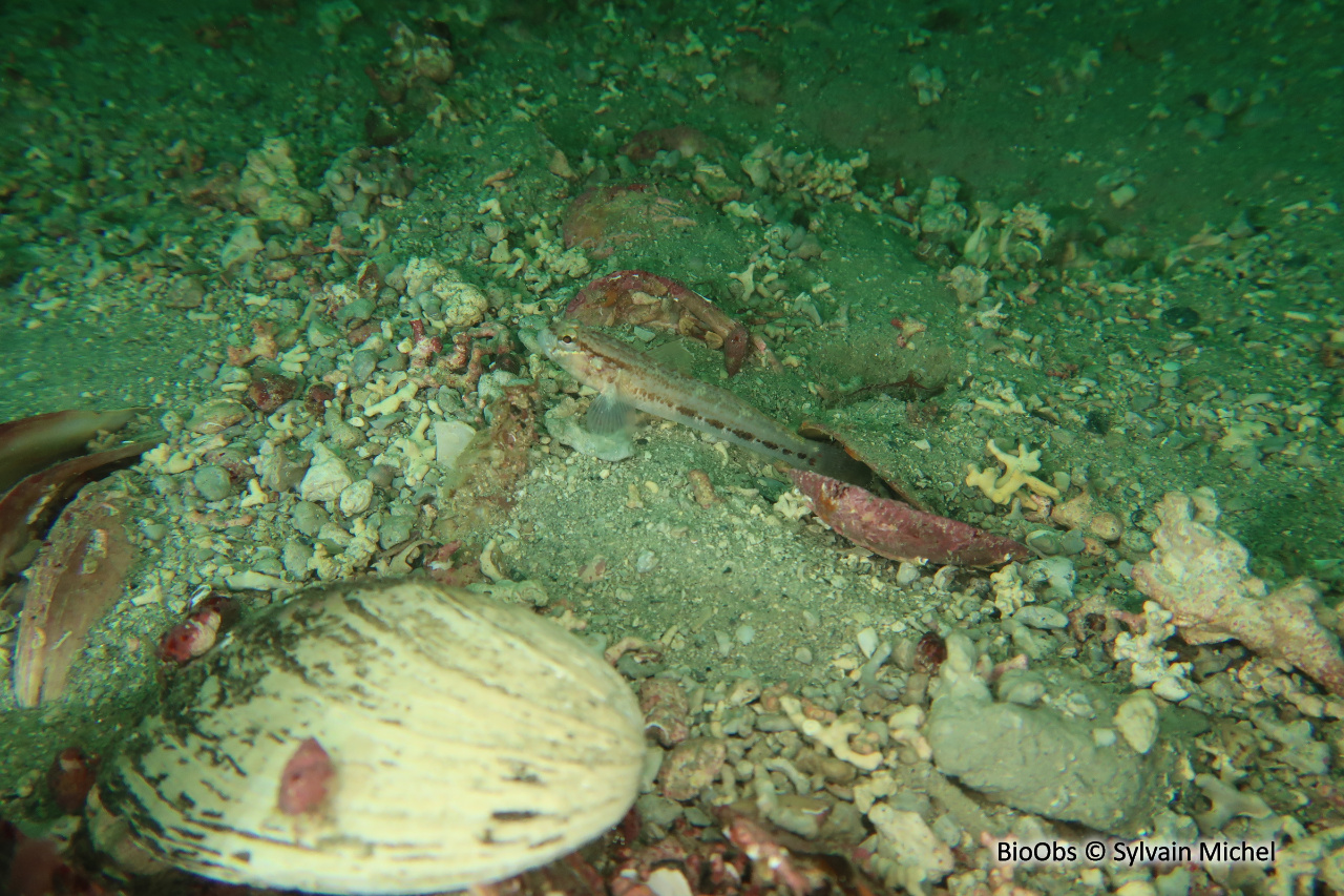 Gobie de Steven - Gobius gasteveni - Sylvain Michel - BioObs