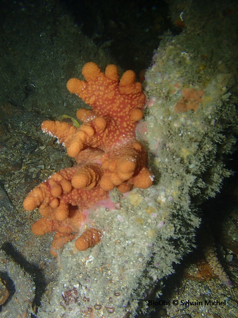 Alcyon rouge - Alcyonium glomeratum - Sylvain Michel - BioObs