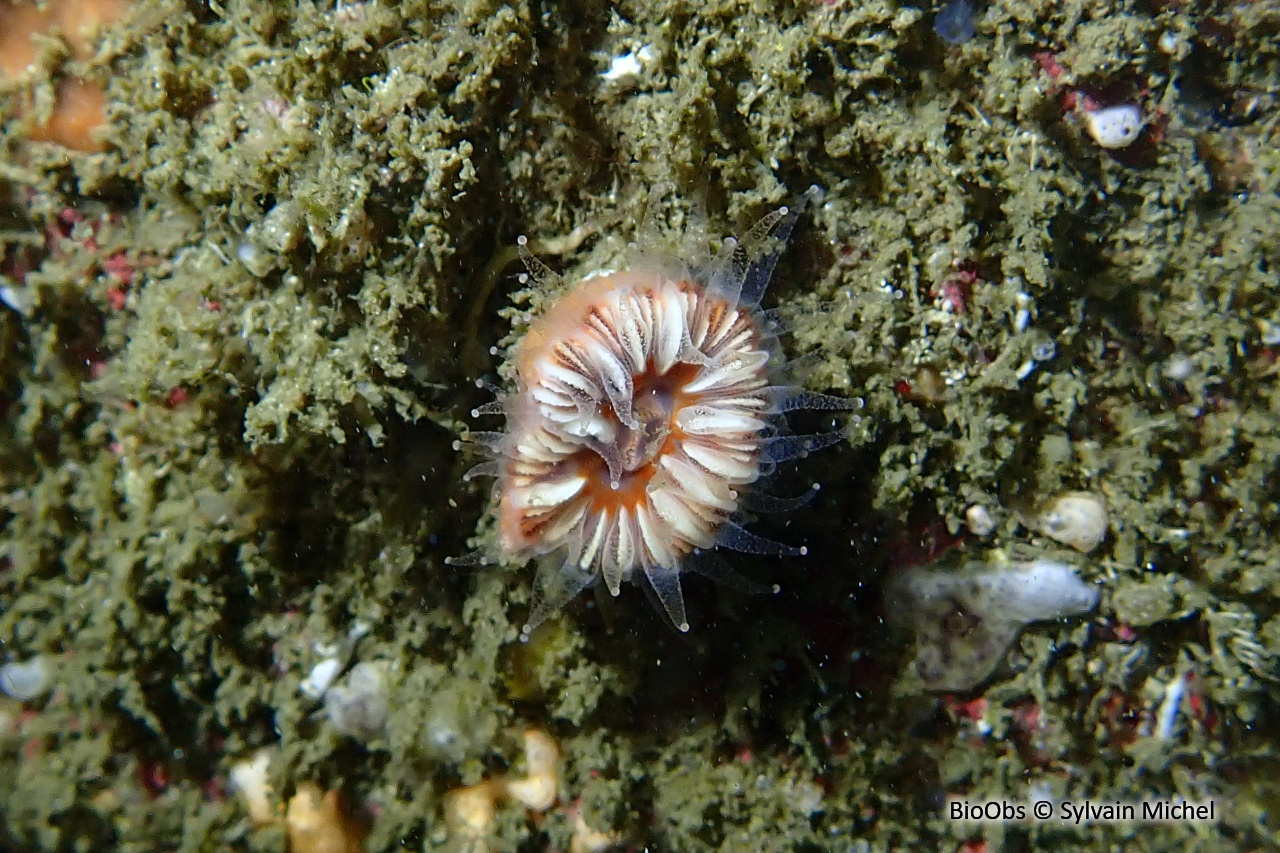 Madrépore dent de chien - Caryophyllia (Caryophyllia) smithii - Sylvain Michel - BioObs