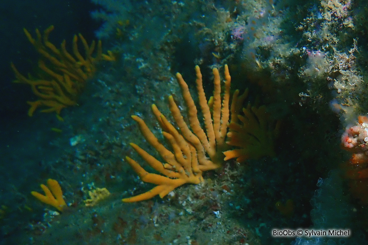Axinelle étoilée - Axinella dissimilis - Sylvain Michel - BioObs