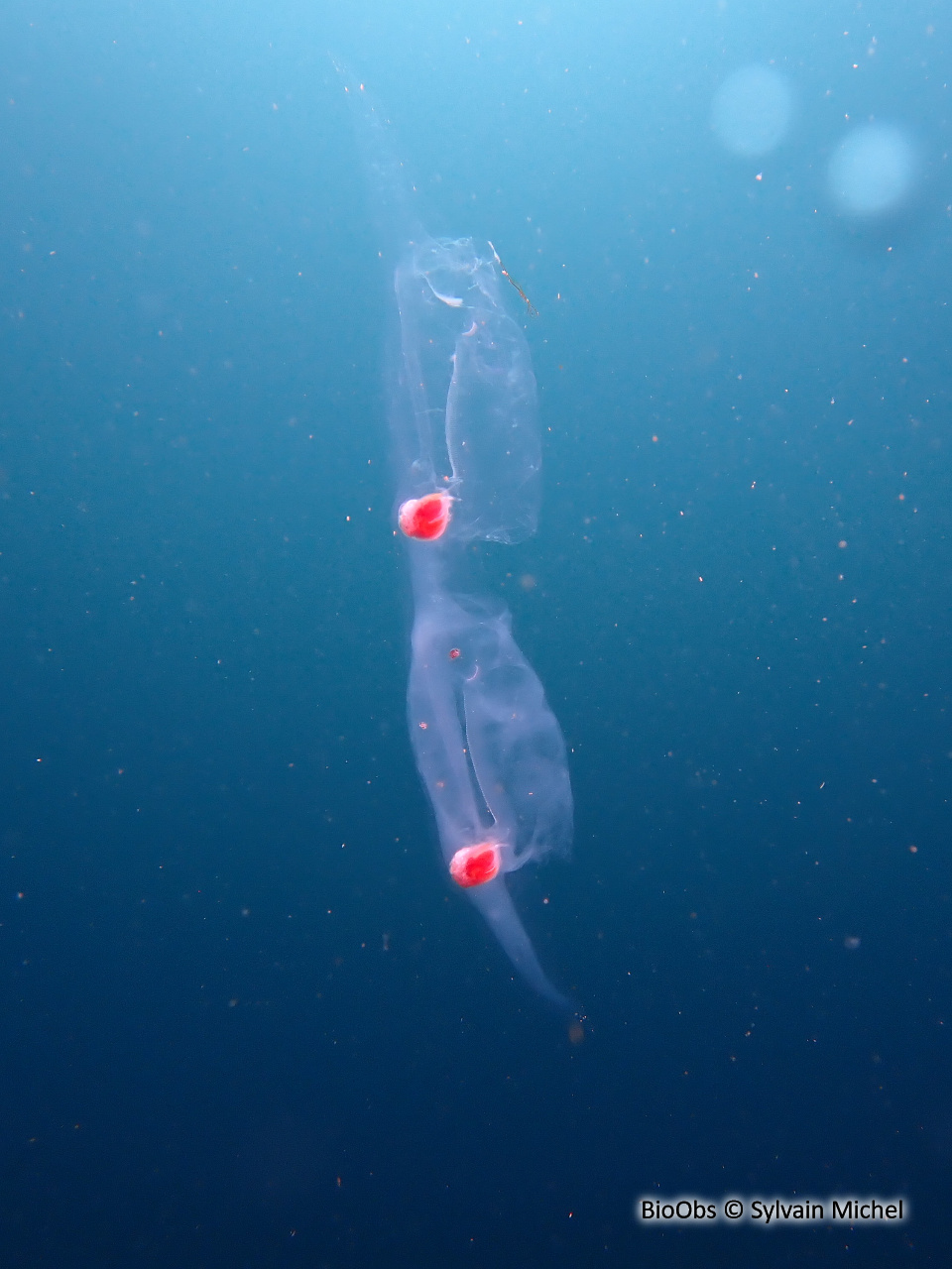 Salpe fusiforme - Salpa fusiformis - Sylvain Michel - BioObs