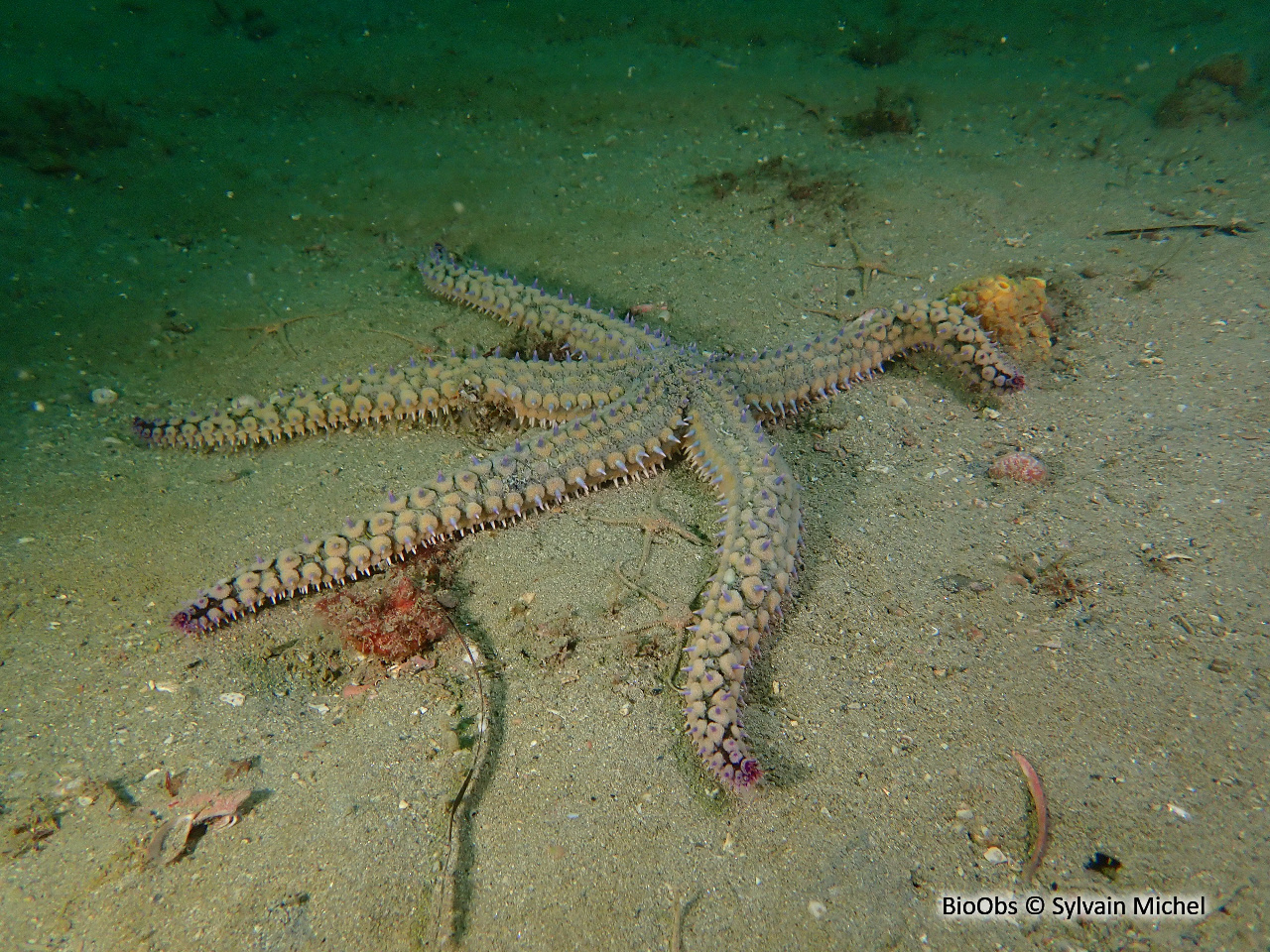 Etoile de mer glaciaire - Marthasterias glacialis - Sylvain Michel - BioObs