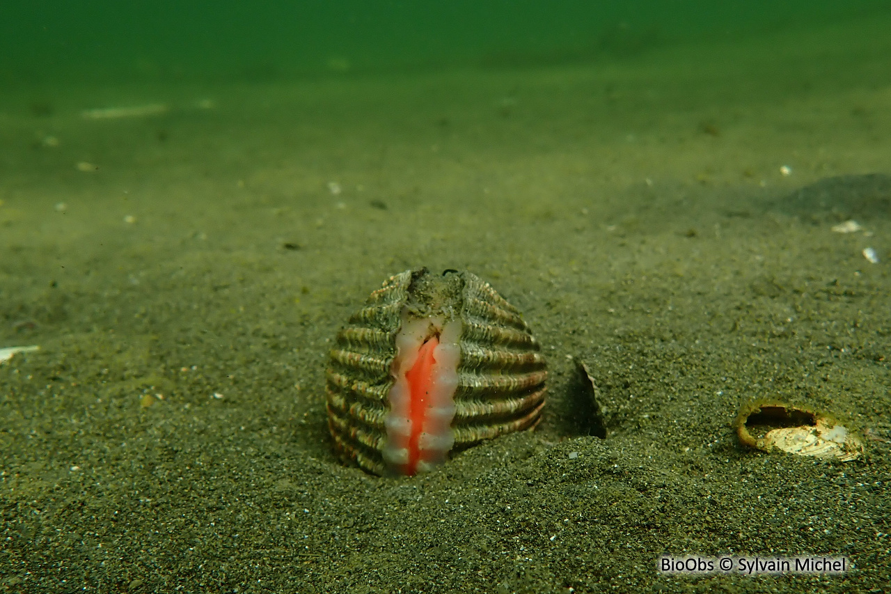 Bucarde tuberculée - Acanthocardia tuberculata - Sylvain Michel - BioObs