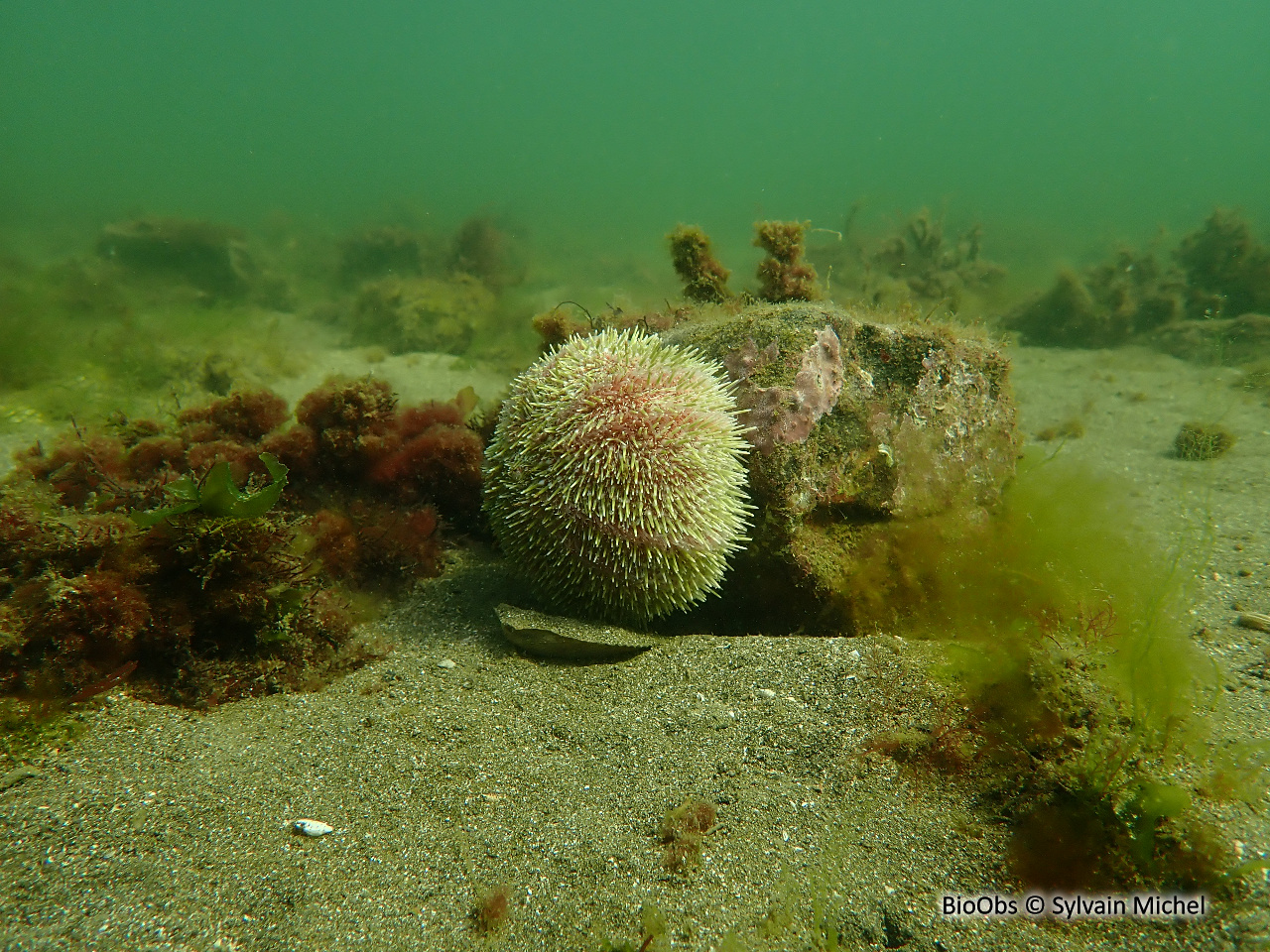 Oursin globuleux - Echinus esculentus - Sylvain Michel - BioObs