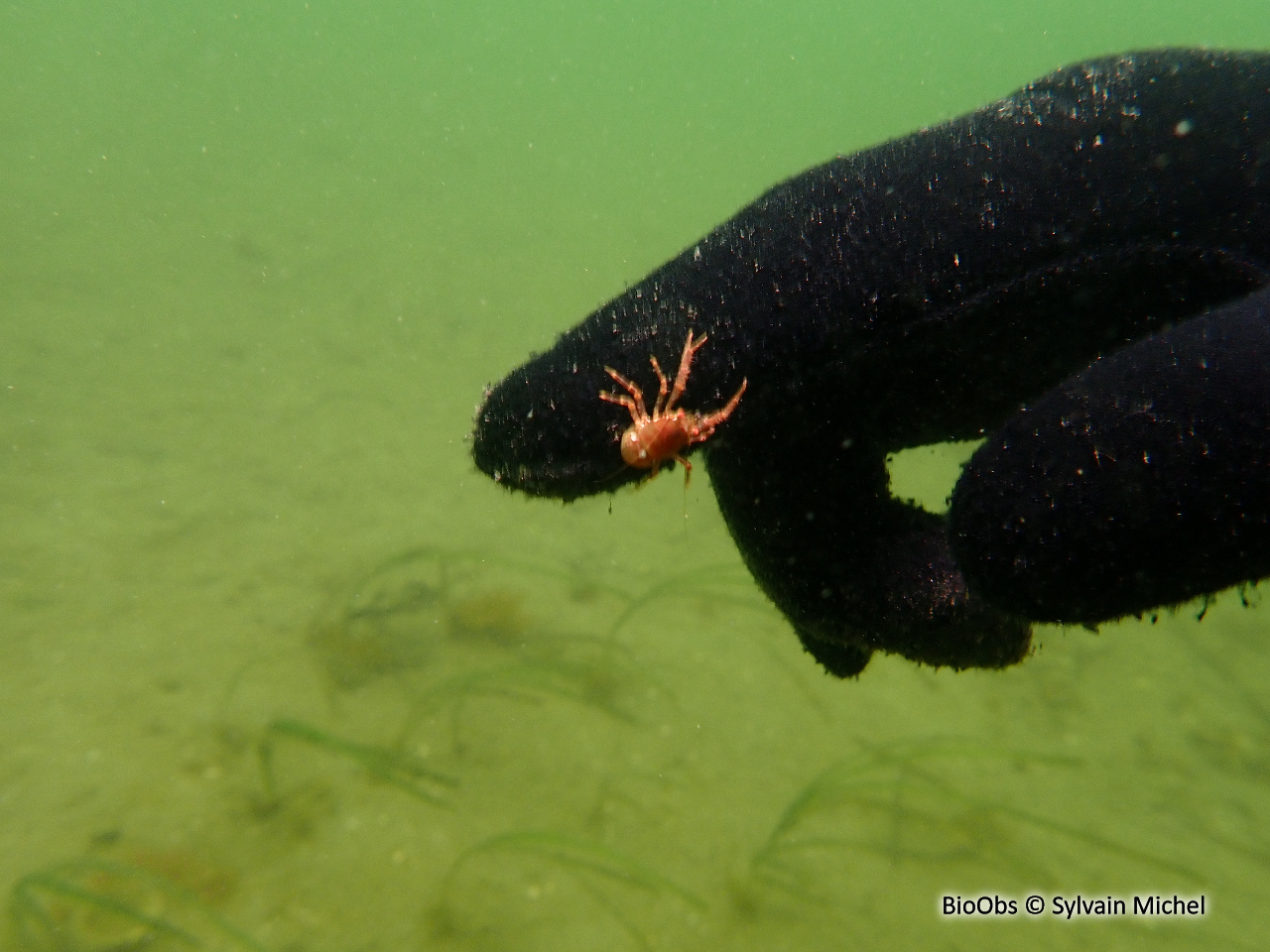 Galathée (genre) - Galathea - Sylvain Michel - BioObs