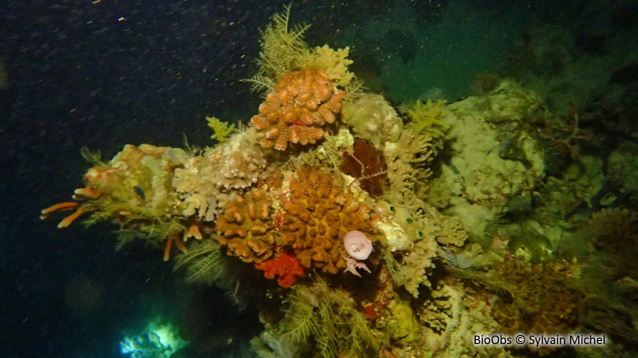 Pocillopore corne d'élan - Pocillopora grandis - Sylvain Michel - BioObs