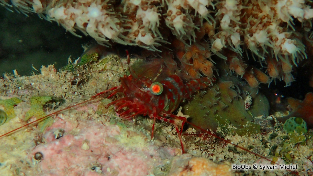 Crevette danseuse ocean indien - cinetorhynchus concolor - Sylvain Michel - BioObs