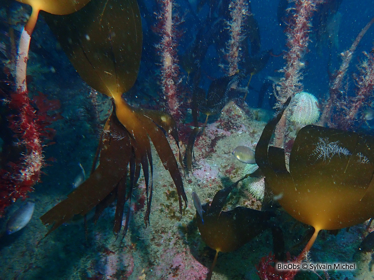 Laminaire jaune - laminaria ochroleuca - Sylvain Michel - BioObs