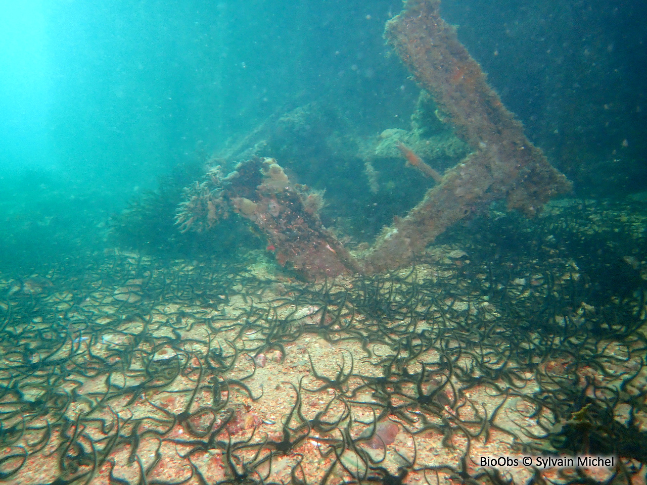 Ophiure noire - Ophiocomina nigra - Sylvain Michel - BioObs