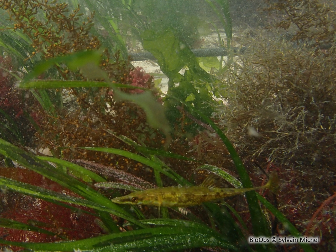 Épinoche de mer - Spinachia spinachia - Sylvain Michel - BioObs