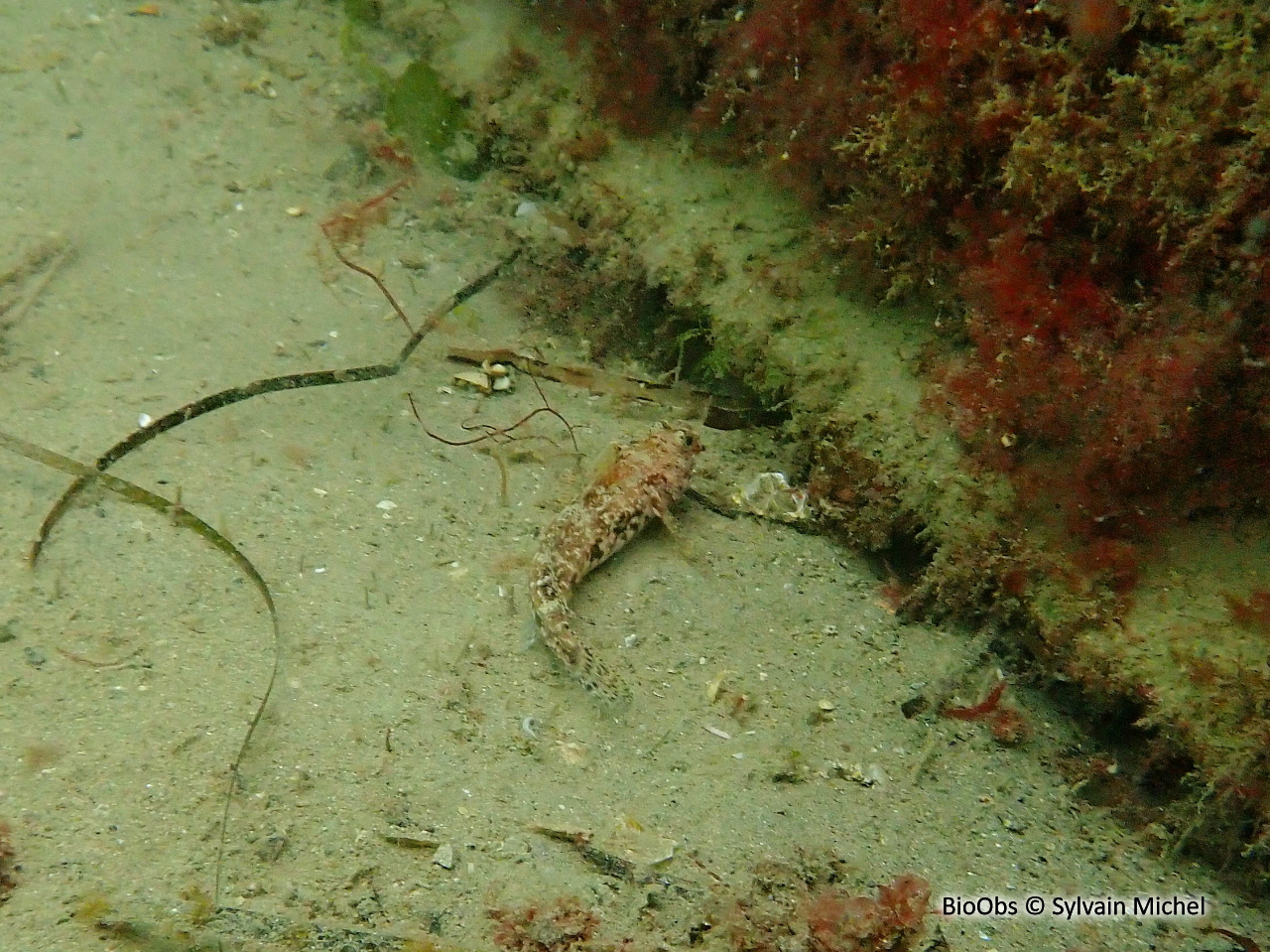 Gobie buhotte - Pomatoschistus minutus - Sylvain Michel - BioObs