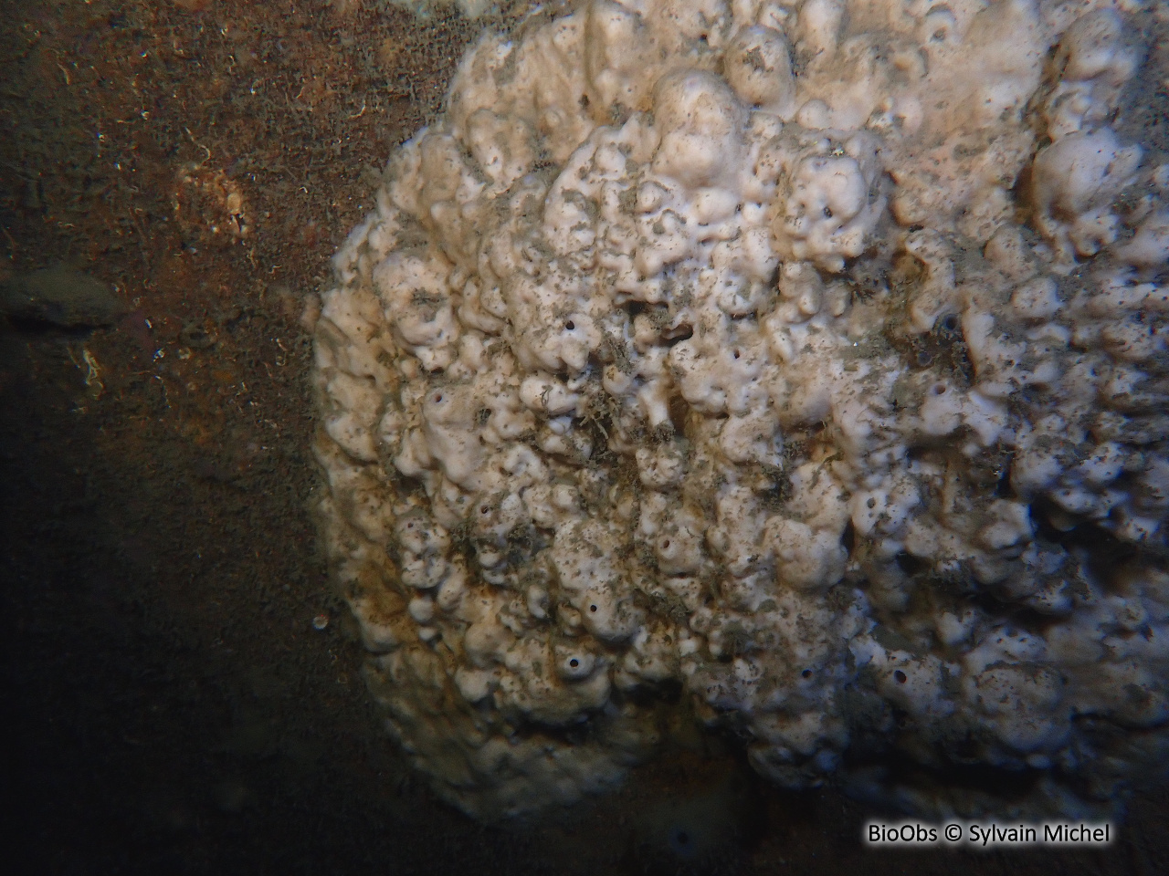 Eponge encroûtante blanche - Thymosia guernei - Sylvain Michel - BioObs