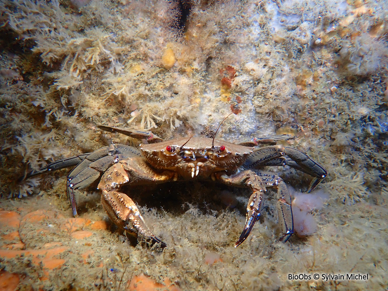 Etrille commune - Necora puber - Sylvain Michel - BioObs