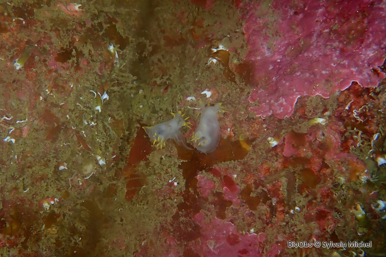 Polycère des Féroé - Polycera faeroensis - Sylvain Michel - BioObs