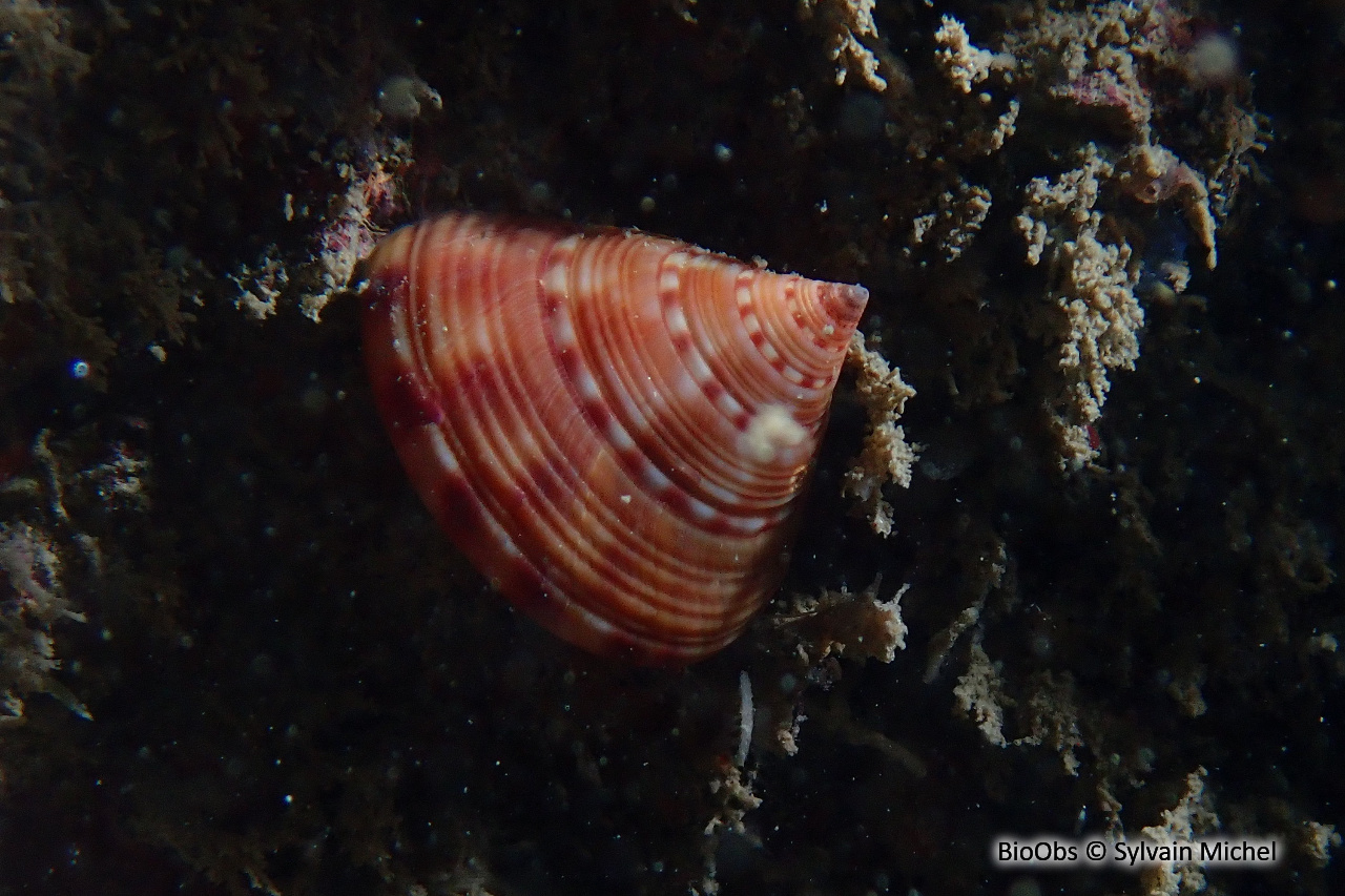 Troque jujube - Calliostoma zizyphinum - Sylvain Michel - BioObs