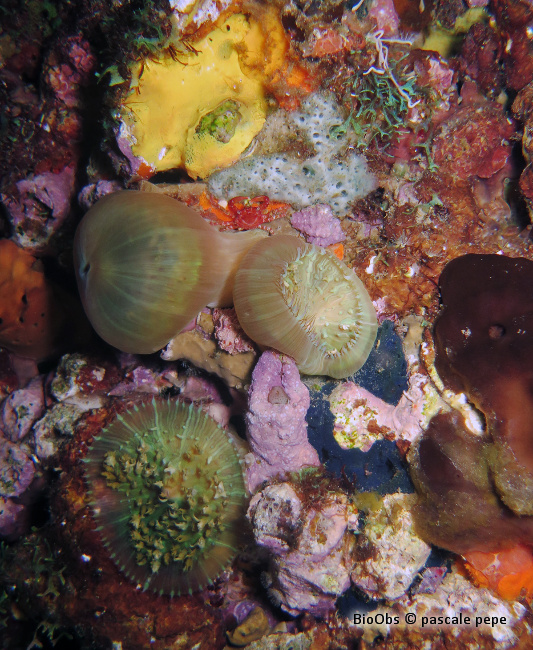 Corallimorphaire verruqueux - Rhodactis osculifera - pascale pepe - BioObs