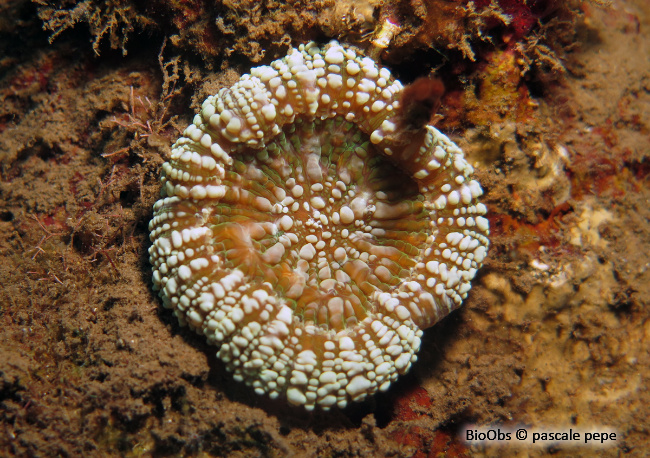 Corail champignon de l'Atlantique - Scolymia lacera - pascale pepe - BioObs