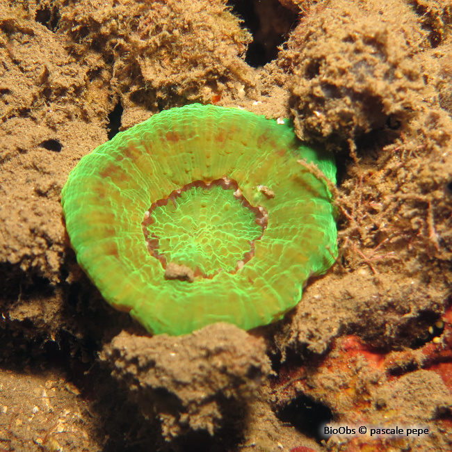 Corail solitaire de Wells - Scolymia wellsii - pascale pepe - BioObs