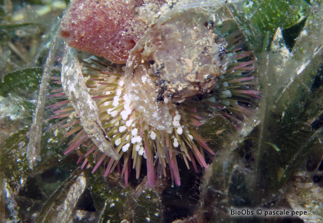 Oursin multicolore - Lytechinus variegatus - pascale pepe - BioObs