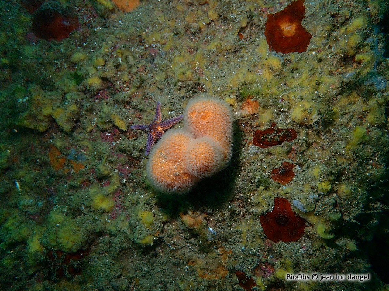 Alcyon jaune - Alcyonium digitatum - jean luc dangel - BioObs