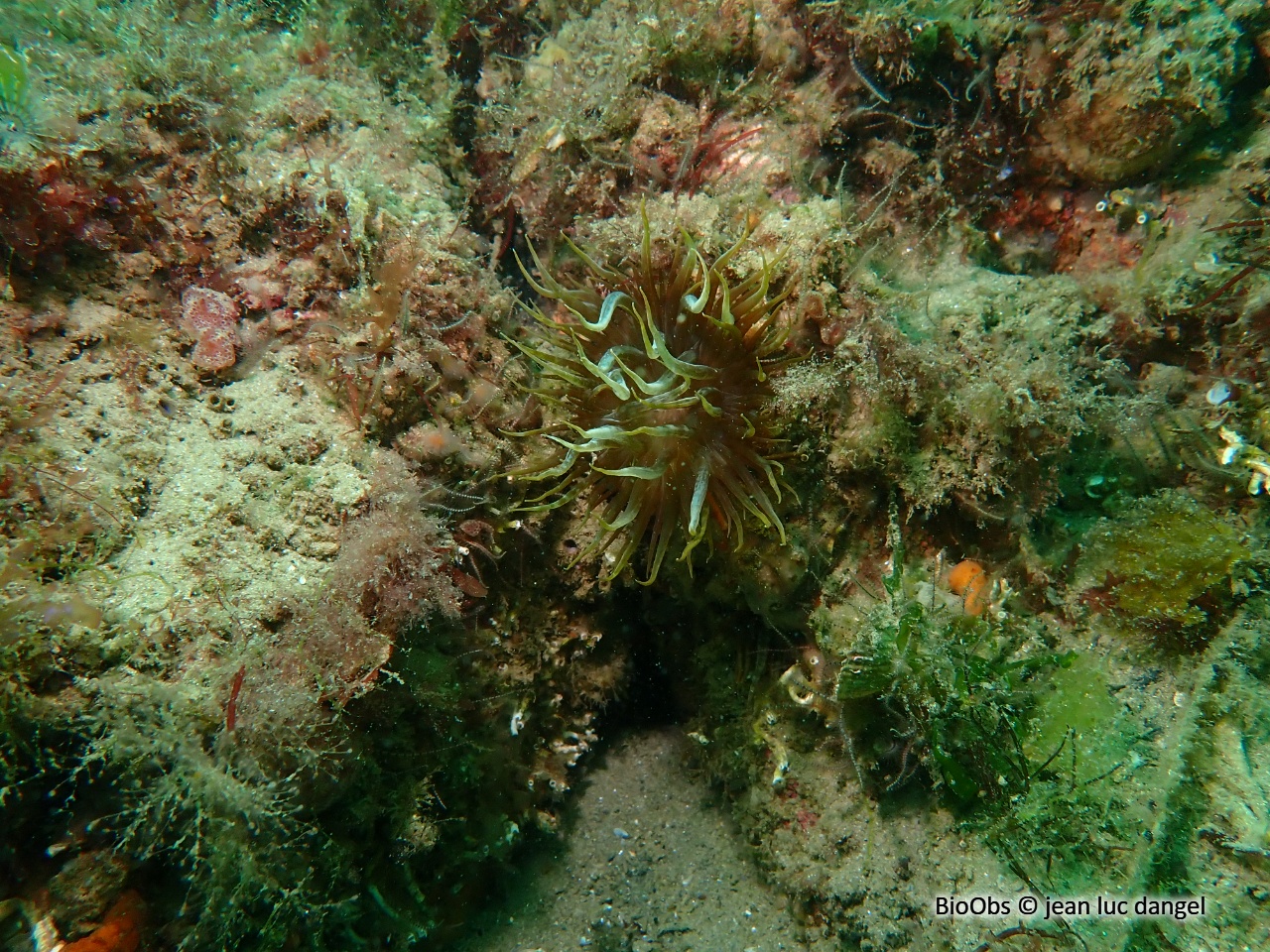Aiptasie de Couch - Aiptasia couchii - jean luc dangel - BioObs